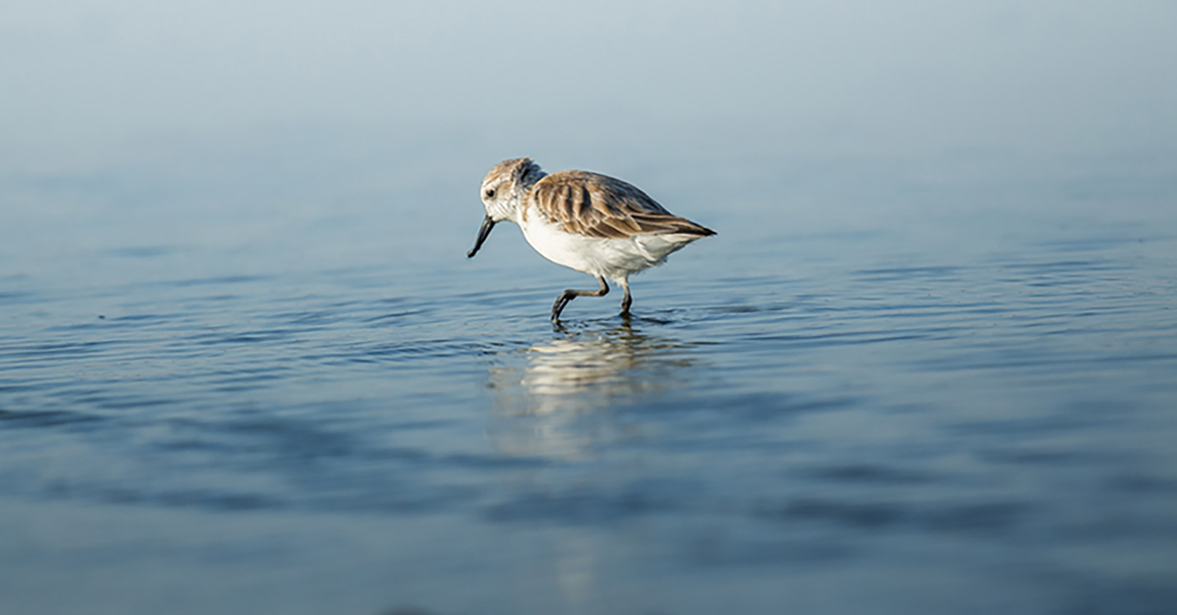 overview shorebird