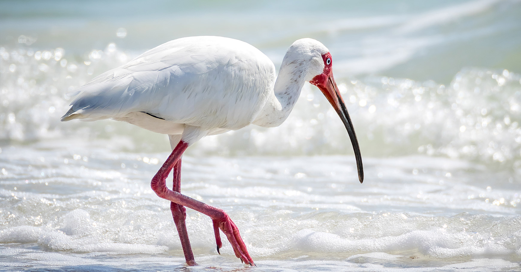 strategy shorebird